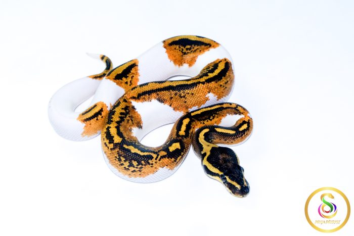 6604-2 6604 1.0 YELLOW BELLY PIEBALD - Image 2