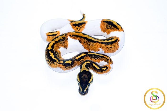 6604-3 6604 1.0 YELLOW BELLY PIEBALD - Image 3