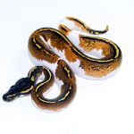 6605 1.0 BLACKHEAD YELLOW BELLY PIEBALD
