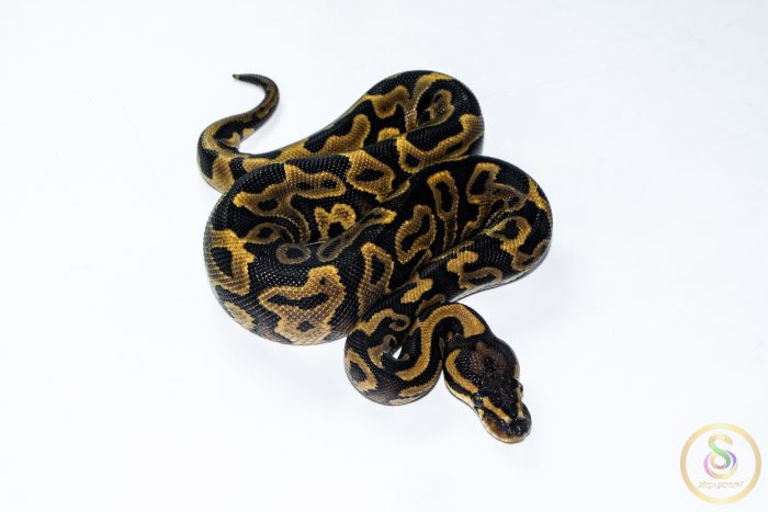 6607 1.0 REDSTRIPE LEOPARD GRAVEL/YELLOW BELLY HET CLOWN - Image 2