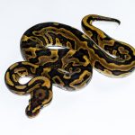 6609 0.1 REDSTRIPE LEOPARD GRAVEL/YELLOW BELLY HET CLOWN