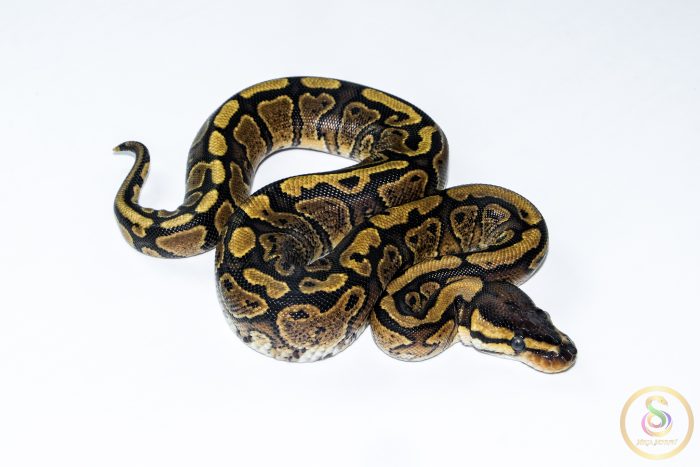 6611-2 6611 0.1 REDSTRIPE GRAVEL/YELLOW BELLY HET CLOWN - Image 2