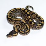 6613 0.1 REDSTRIPE GRAVEL/YELLOW BELLY HET CLOWN