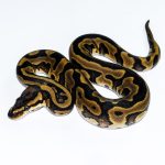 6614 0.1 REDSTRIPE GRAVEL/YELLOW BELLY HET CLOWN