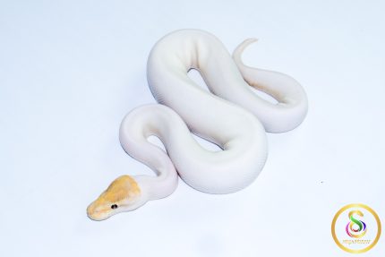 6616 1.0 BANANA PINTO PIEBALD