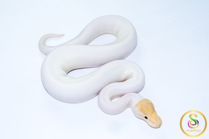 6616-2 6616 1.0 BANANA PINTO PIEBALD - Image 2