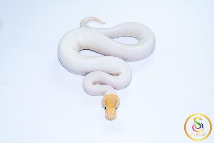 6616-3 6616 1.0 BANANA PINTO PIEBALD - Image 3