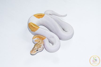 6618 1.0 BANANA PINTO PIEBALD