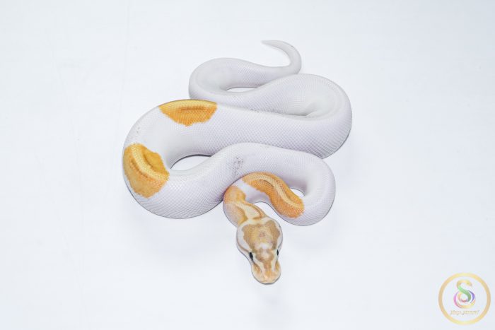 6618-3 6618 1.0 BANANA PINTO PIEBALD - Image 3