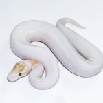 6619 1.0 BANANA PINTO PIEBALD