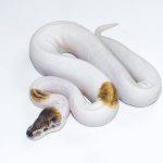 6620 0.1 PINTO PIEBALD