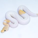 6621 0.1 BANANA MOJAVE PASTEL PIEBALD