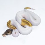 6623 0.1 MOJAVE PASTEL PIEBALD