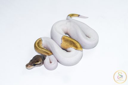 6623 0.1 MOJAVE PASTEL PIEBALD