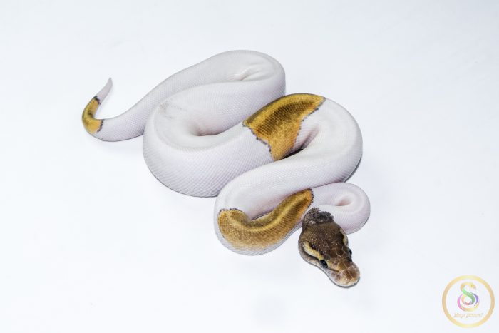 6623 0.1 MOJAVE PASTEL PIEBALD - Image 2