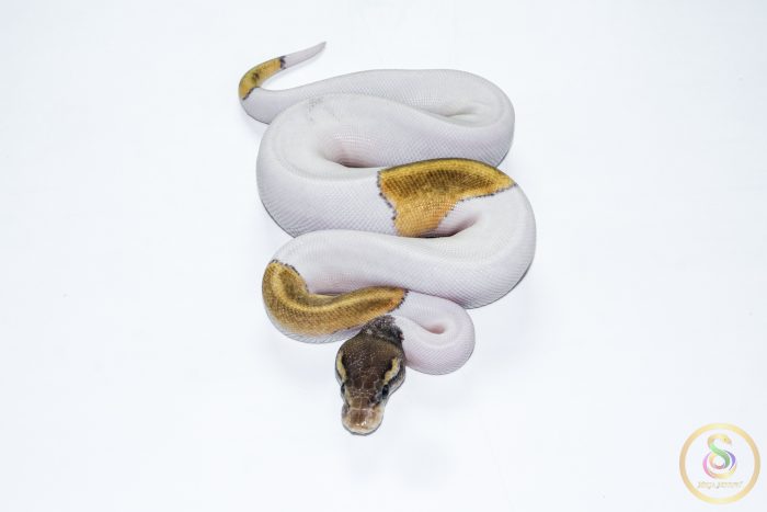 6623 0.1 MOJAVE PASTEL PIEBALD - Image 3
