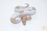 6624 1.0 BANANA PIEBALD - Image 3