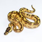6625 0.1 ENCHI LEOPARD SUPER STRIPE
