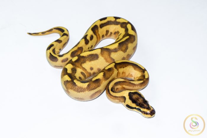 6625-2 6625 0.1 ENCHI LEOPARD SUPER STRIPE - Image 2