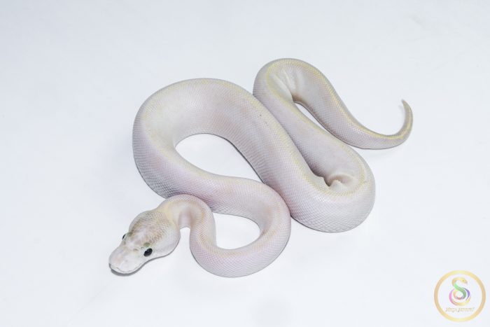 6626-1 6626 1.0 IVORY POSS GHI - Image 1