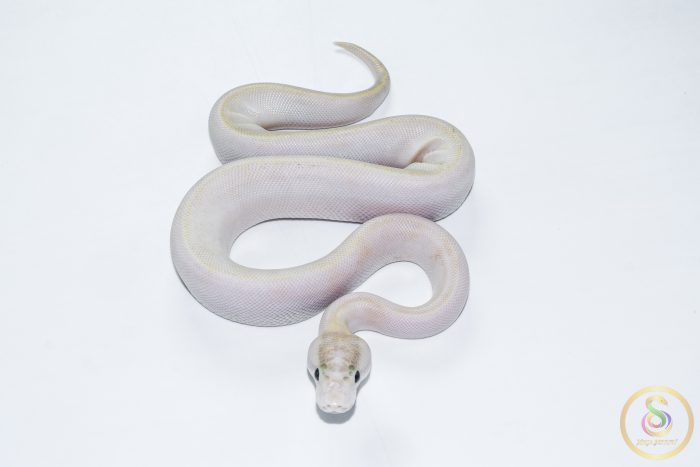 6626-3 6626 1.0 IVORY POSS GHI - Image 3