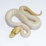 6628 0.1 ENCHI LEOPARD IVORY POSS GHI