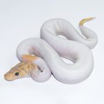 6631 0.1 BANANA CLOWN PIEBALD