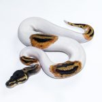 6633 1.0 ORANGE DREAM PIEBALD HET CLOWN