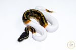 6637 1.0 GHI PIEBALD