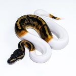 6637 1.0 GHI PIEBALD