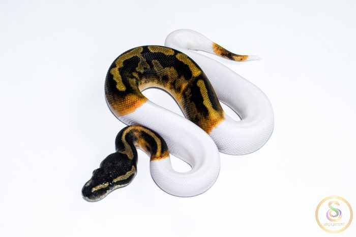 6637-1 6637 1.0 GHI PIEBALD - Image 1
