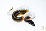 6637 1.0 GHI PIEBALD - Image 2
