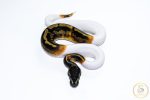 6637 1.0 GHI PIEBALD - Image 3