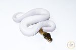 6638 1.0 MOJAVE PIEBALD - Image 2