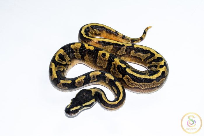 6639-1 6639 1.0 GHI PIEBALD - Image 1