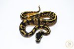 6639 1.0 GHI PIEBALD - Image 3