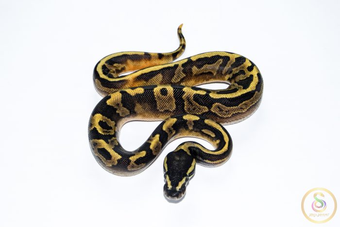 6639-3 6639 1.0 GHI PIEBALD - Image 3