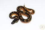 6640 1.0 ENCHI PIEBALD