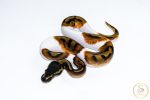 6641 1.0 ENCHI PIEBALD
