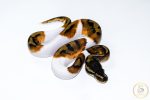 6641 1.0 ENCHI PIEBALD - Image 2