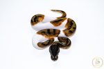 6641 1.0 ENCHI PIEBALD - Image 3