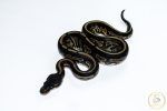 6643 1.0 BLACKHEAD MOJAVE YELLOW BELLY HET PIEBALD