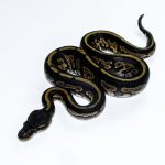 6643 1.0 BLACKHEAD MOJAVE YELLOW BELLY HET PIEBALD