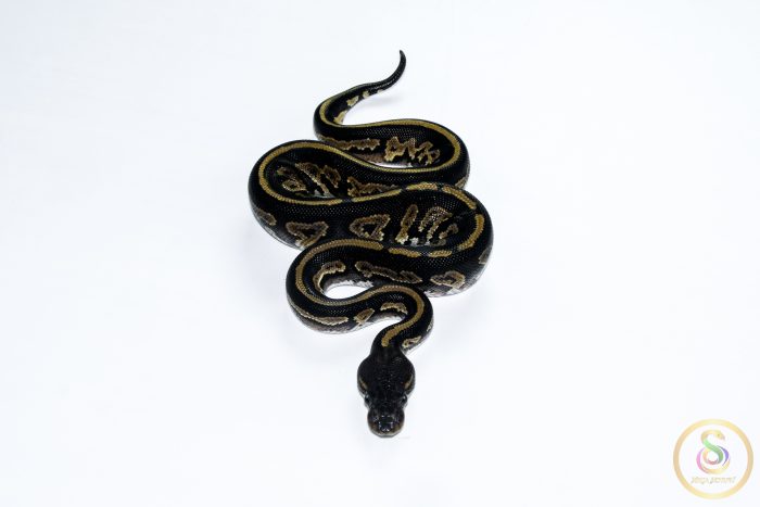 6643-3 6643 1.0 BLACKHEAD MOJAVE YELLOW BELLY HET PIEBALD - Image 3