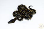 6644 1.0 BLACK HEAD HET PIEBALD
