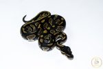 6644 1.0 BLACK HEAD HET PIEBALD - Image 2