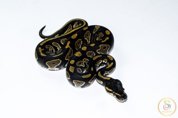 6644 1.0 BLACK HEAD HET PIEBALD - Image 2