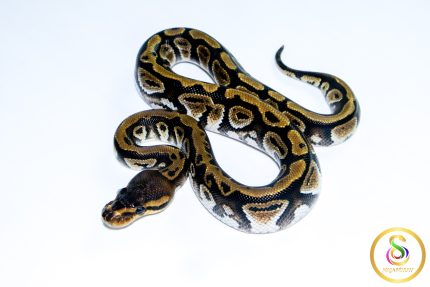 6650 1.0 CYPRESS PHANTOM HET CLOWN