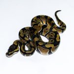 6652 1.0 ENCHI HET CLOWN