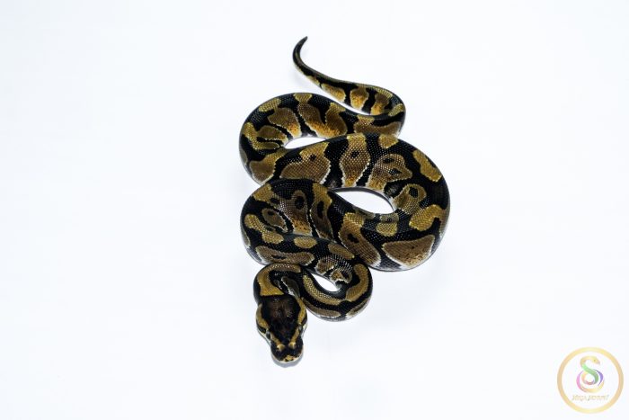 6652-3 6652 1.0 ENCHI HET CLOWN - Image 3